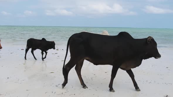 Herd of African Humpback Cows Walks on Sandy Tropical Beach By Ocean Zanzibar alt