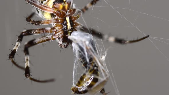 A Metepeira spider still sucking on nutritious bodily fluids of it's prey - Extreme close up alt