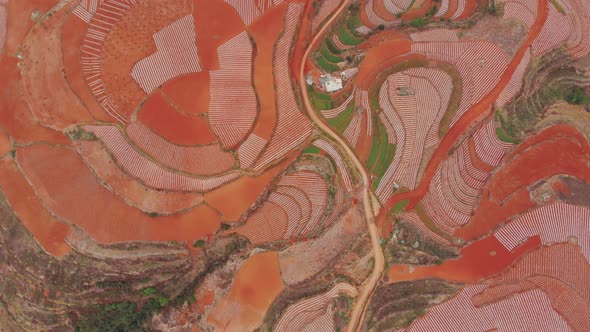 Road going through farm fields alt