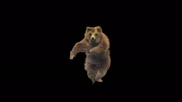133 Bear Dancing 4K alt