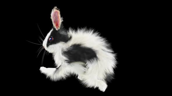 66 Rabbit Sword And Shield Run HD alt