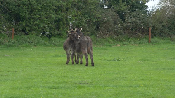 Two Black Donkeys Licking Each Other On The Ireland Farm, In Laois County, Europe. Handheld Shot alt