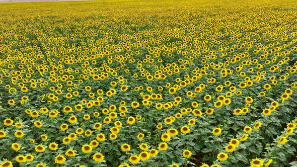 Flyover of a Field of Sunflower Plants alt