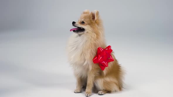 Side View of a Charming Dwarf Pomeranian Spitz of a Red Color Sitting and Smiling on a Gray alt