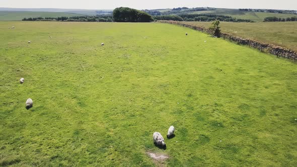 Panning over landscape with grazing livestock on it in Dartmoor National Park, England. alt
