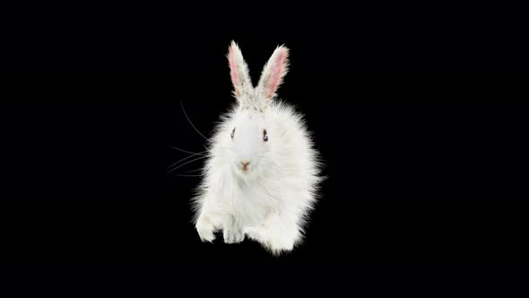 66 Rabbit Sword And Shield Run 4K alt