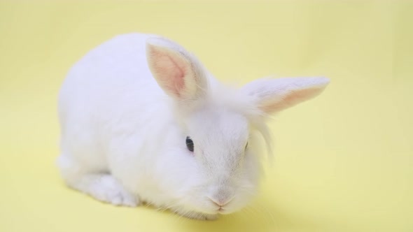 A Cute White Rabbit Sits Cutely on a Yellow Background with Copy Space
