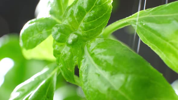 Water  Drops Coming Down From Fresh Basil Leaves, Macro Video. Basil Bush Watered.