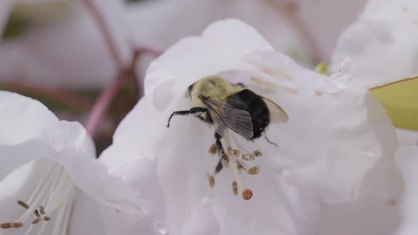 Bee Inside a Flower in the Garden alt