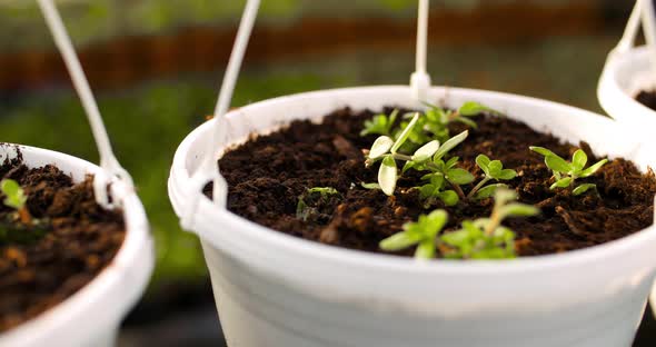 Potted Plants On Table In Greenhouse alt