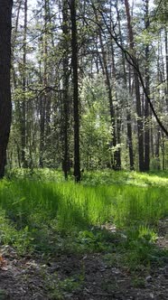 Vertical Video of Green Forest During the Day alt