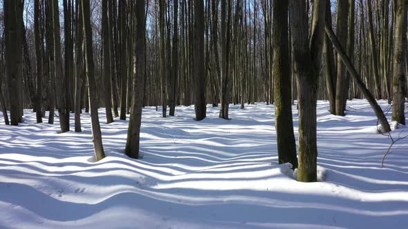 Flying in winter forest covered with fresh snow between trees.