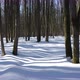 Flying in winter forest covered with fresh snow between trees. - VideoHive Item for Sale