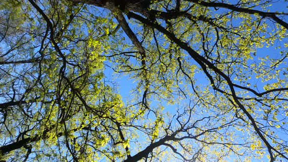 Vertical Video of the Forest in the Spring on a Sunny Day alt