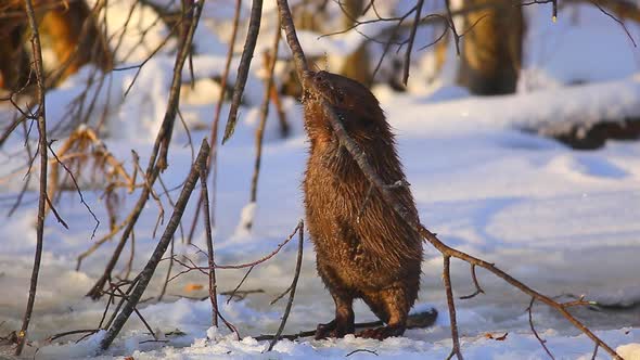 Beaver Eating Branch at Cold and Sunny Winter Day Lithuania