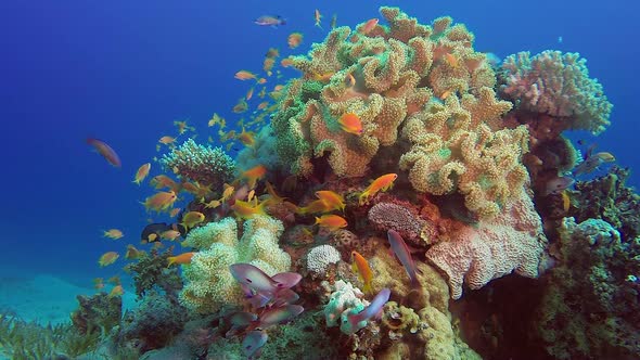 Colorful Red Sea Corals alt