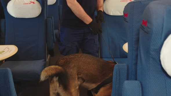The Service Dog Sniffs the Seats in the Car During the Inspection of the Train