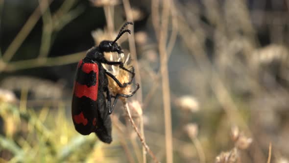 A Red Black Spotted Soldier Beetle on Leaves of Dry Weed Herb alt