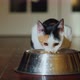 The Cat Eats From a Metal Bowl - VideoHive Item for Sale