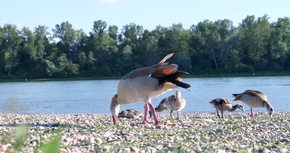 Group of Baby Egyptian Goose with Parent on the Waterside