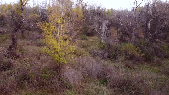 Autumn Tree In The Forest