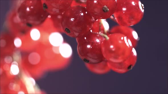 Closeup View of Falling Red Currant From Currant Tree alt