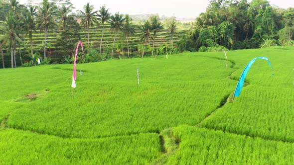 Orbiting around a rice terrace field