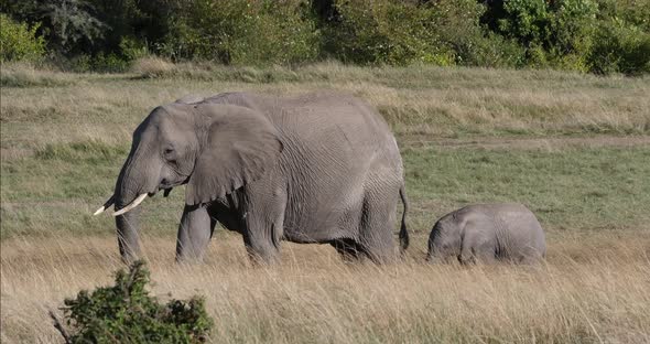 952021 African Elephant, loxodonta africana, Mother and calf, Masai Mara Park in Kenya, Real Time 4K alt