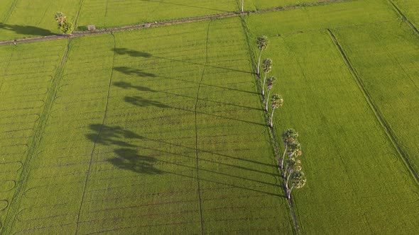 beautiful rice plants in rice field. aerial view drone top view. evening time.