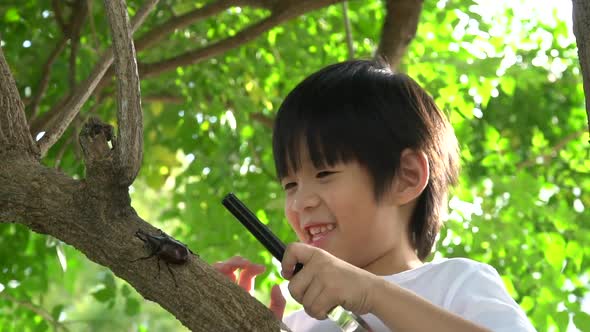 Cute Asian Child Looking Through A Magnifying Glass At A Rhinoceros Beetle In The Forest  alt