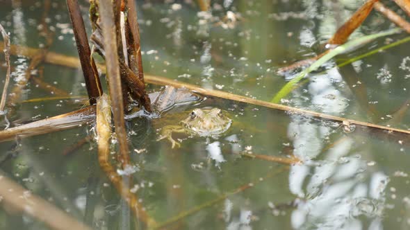 Hidding Rana Bergeri  in swampy terrain lurking for pray 4K 2160p UltraHD footage - Rana ridibunda r alt