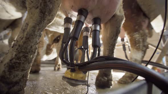 Cow milking in the parlor. alt