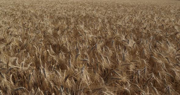 Wheat field in Occitanie, France alt