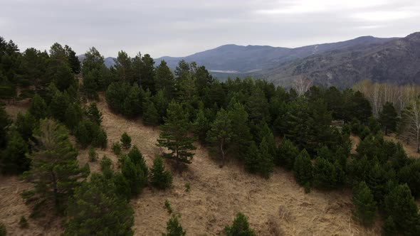 A Flight of the Camera Along the Forest at the Top of the Mountain alt