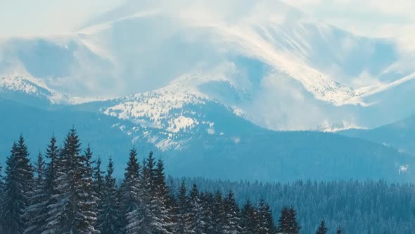 Tall Evergreen Pine Trees Swaying on Strong Stormy Wind During Heavy Snowfall in Winter Mountain alt