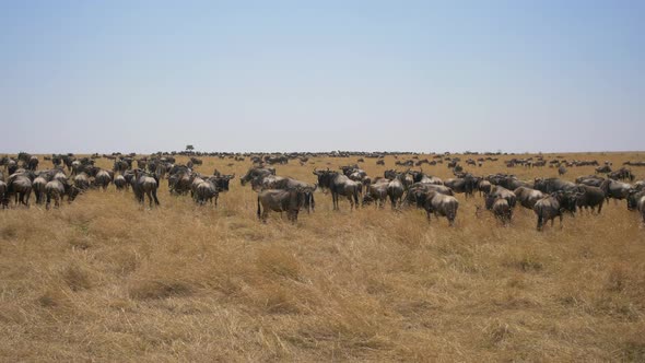 Wildebeests on Masai Mara savannah alt