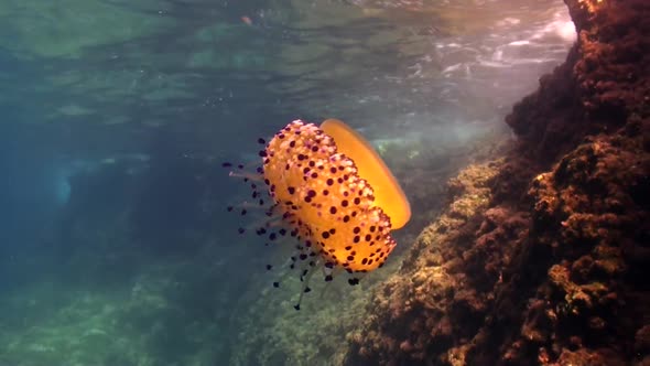Fried egg jellyfish drifting along reef close to the surface in the Mediterranean Sea alt