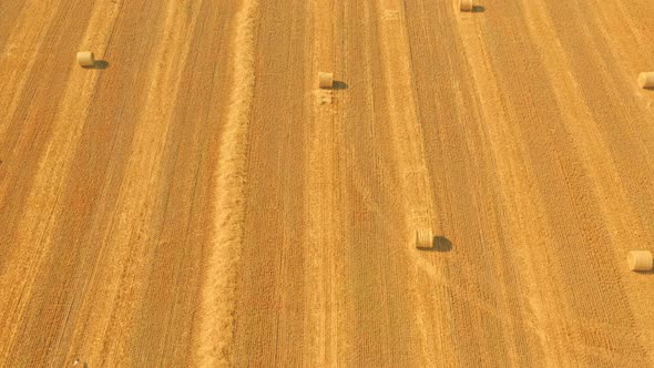 Straw Bales in a Yellow alt