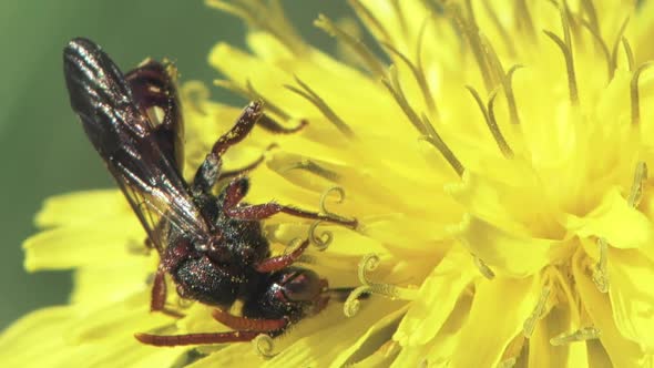 Wasp On A Dandelion Flower alt