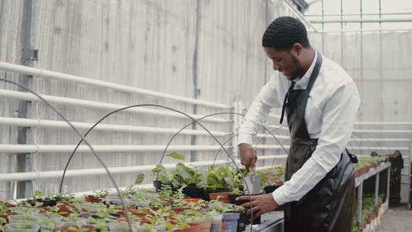 African American Florist Wotk at Tulip Indoor Plantation alt
