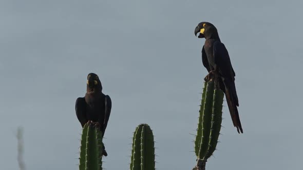Endangered species adults lear's macaw couple resting on cactus of Caatinga Brazil alt