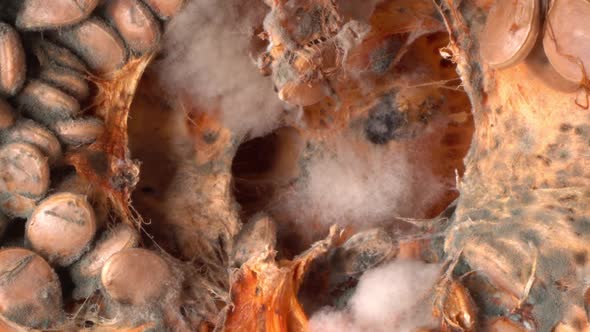 The Pumpkin Waste alt