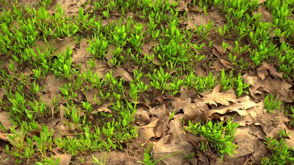 Forest Road Background alt