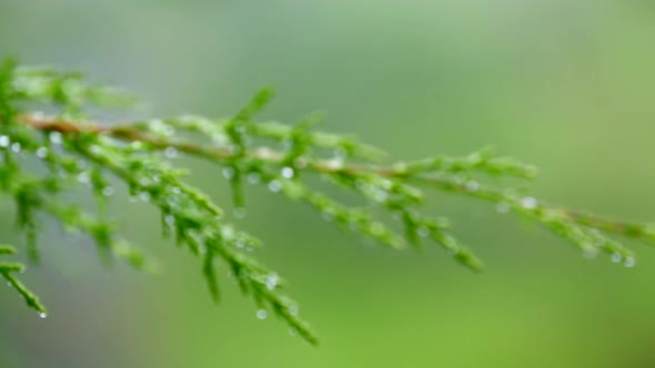 Close-Up Of Spruce Tree Branch Focus Shift;