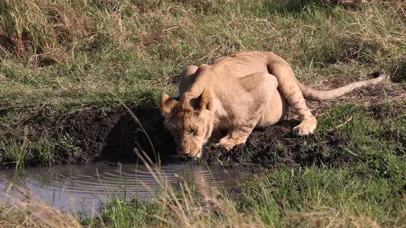 Lion in the Mara, Africa