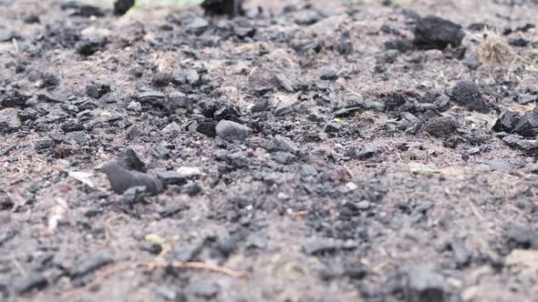 The Garden Bed is Sprinkled with Black Coal to Fertilize the Soil alt