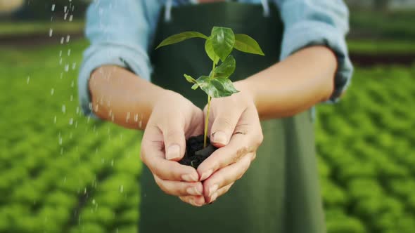 Woman Holding Watered Plant in Hands