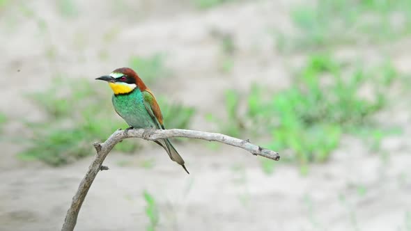 European Beeeater or Merops Apiaster