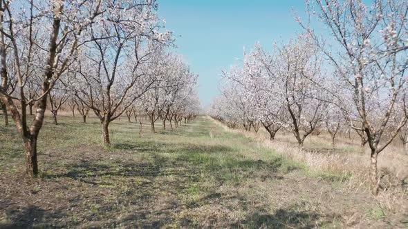 Through Alley of Blooming Almond Trees Withpink Flowers at Strong Wind During Springtime in Moldova alt