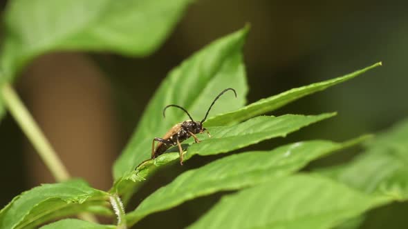 Close up shot of wild shield bug resting on green plant in forest during sunny day alt